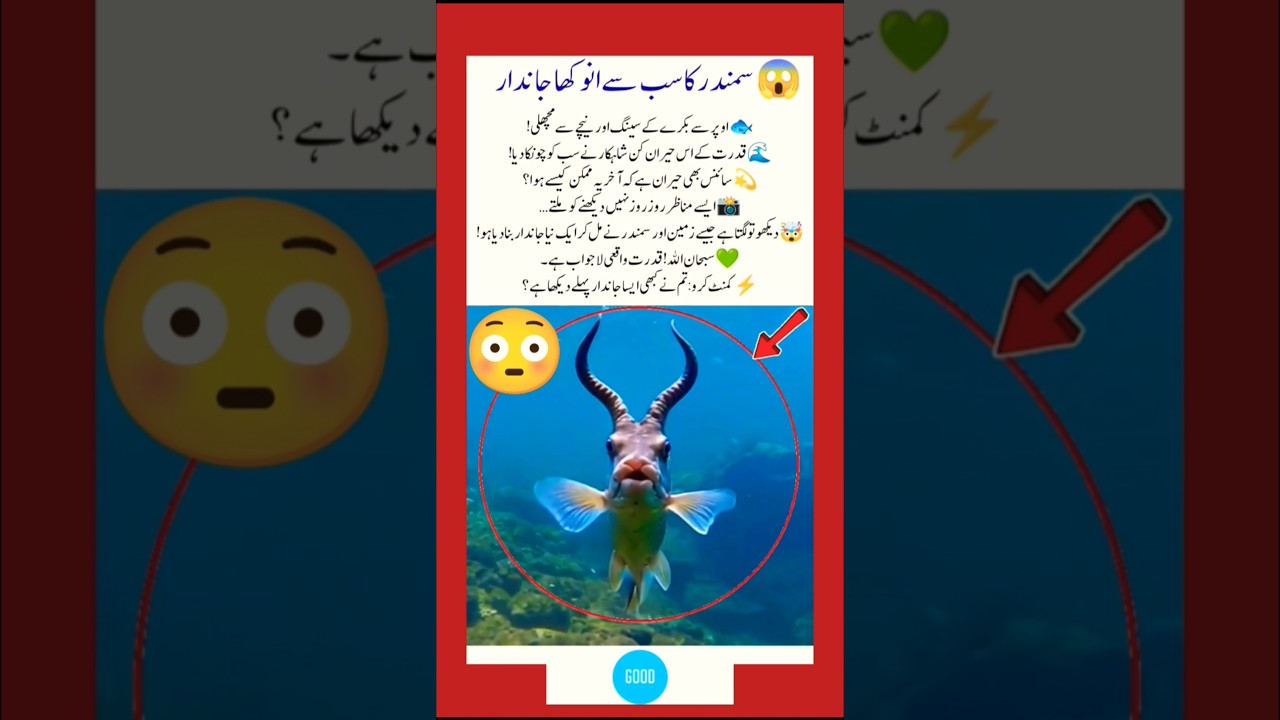 🧜‍♂️ “Nature’s Mysterious Sea Goat!” 🐐🐟