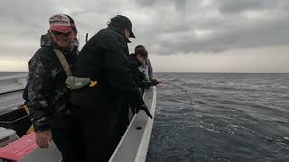 Live bait fishing for Tuna in Japan screenshot 4