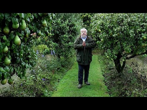 Vidéo: Info sur la poire verte d'Anjou : qu'est-ce qu'une variété de poire verte d'Anjou ?