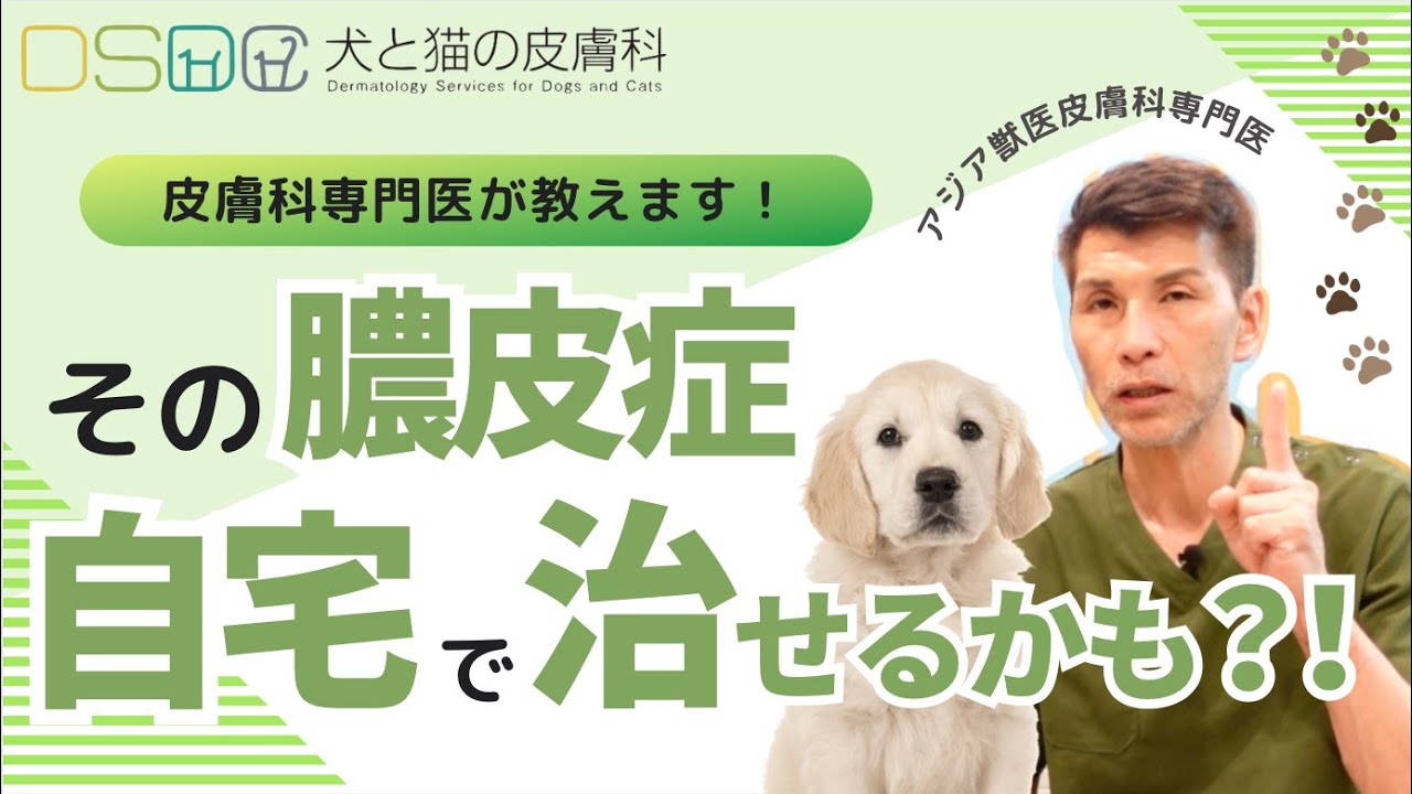【犬と猫の皮膚科】皮膚科専門医が教える！お家でできるスキンケア！～膿皮症のシャンプー編～【獣医】
