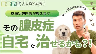 【犬と猫の皮膚科】皮膚科専門医が教えるお家でできるスキンケア膿皮症のシャンプー編【獣医】