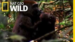 Gorilla Mating | Mystery Gorillas