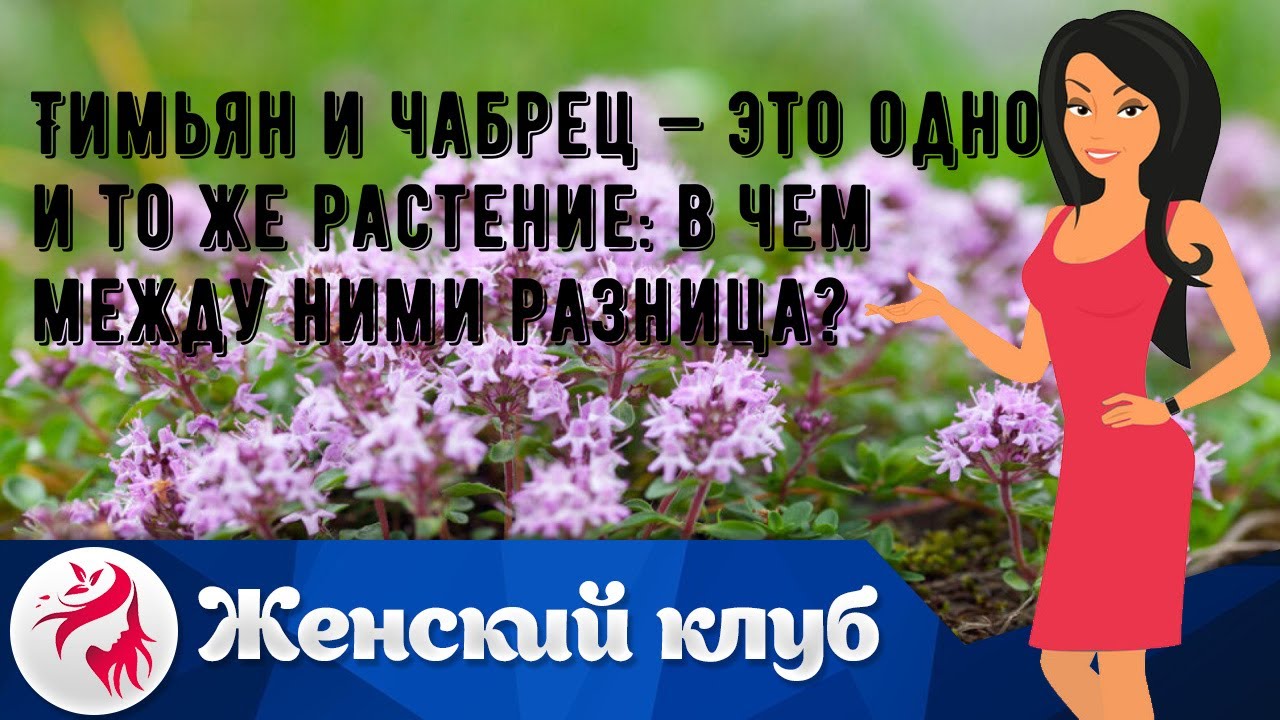Тимьян и чабрец — это одно и то же растение: в чем между ними разница ...