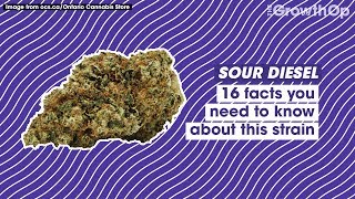 16 facts you need to know about Sour Diesel | Strain Facts