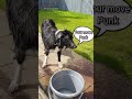 Dog playing with water, dog fighting with garden hose 🐕 #short