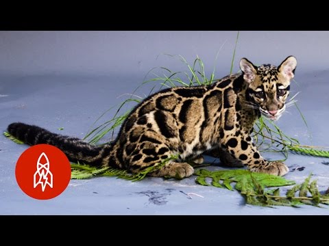 Video: Recolección de mascotas: Rare Leopard Cub 