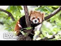 Why Do These Animals Live In Trees? | Survival of the Weirdest | Love Nature