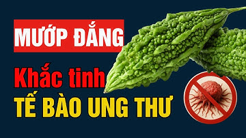 Mướp Đắng "CẮT" nguồn sống của tế bào ung thư I Nghiên cứu khoa học từ Mỹ