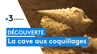 Découverte : la cave aux coquillages