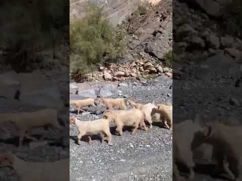 ماعز الجبل الأخضر العماني أو غنم الجواميد ف أعماق الجبال