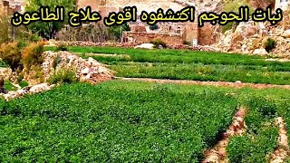 The mugwort plant provides a comfort food for the sheep