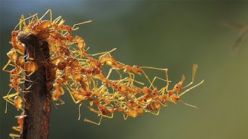 Ants Use Math To Create “Bridges”