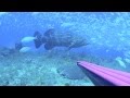 Spearfishing Miami