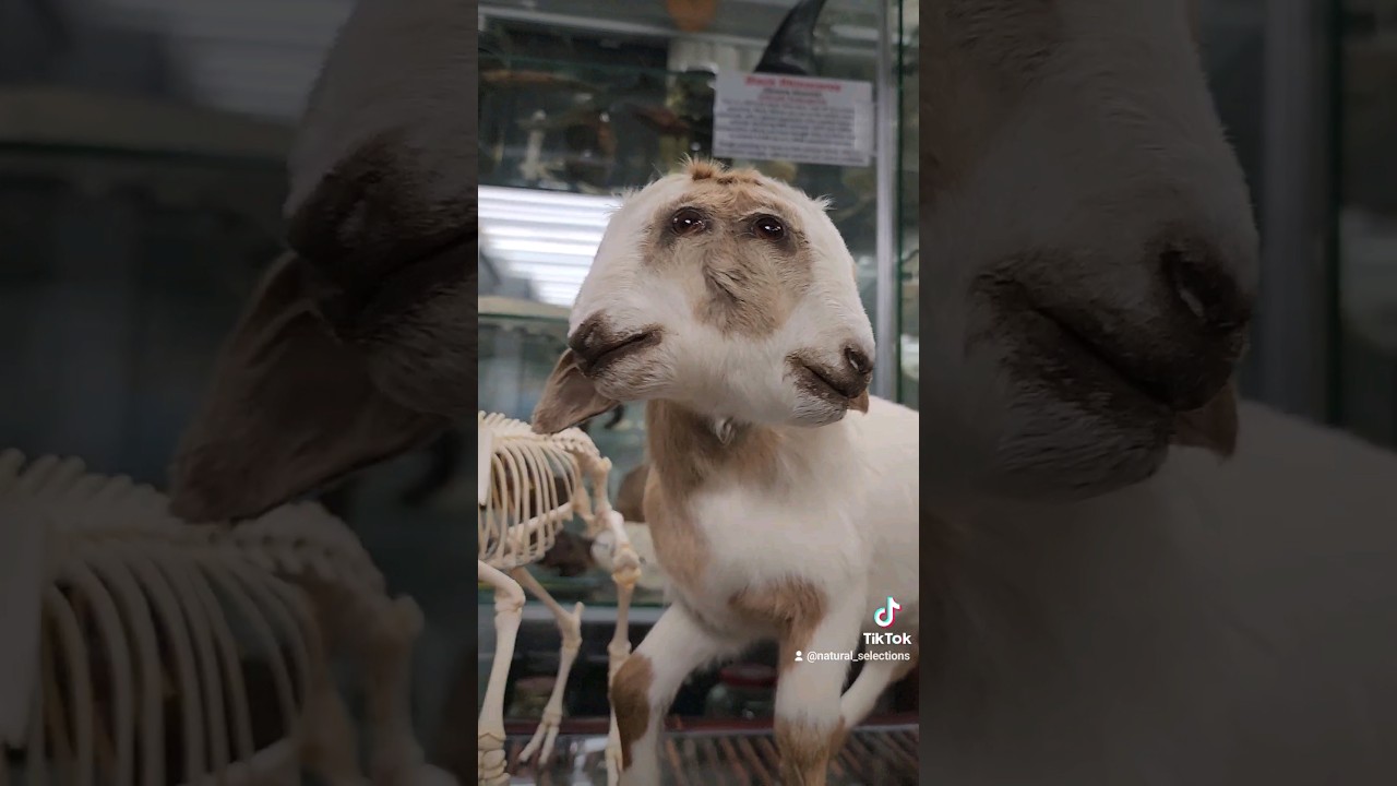 Two-Headed Goat?! Close, but not quite! 