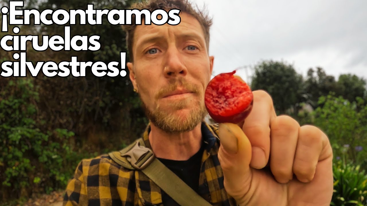 ¡Encontramos ciruelas silvestres!