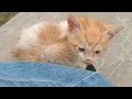 Foster kittens shivering with cold and sitting on my shoes to feel warm