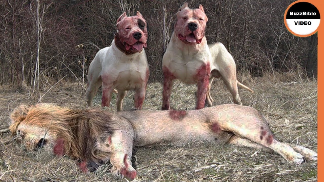 Dogo Argentino Is A Hunting Machine 