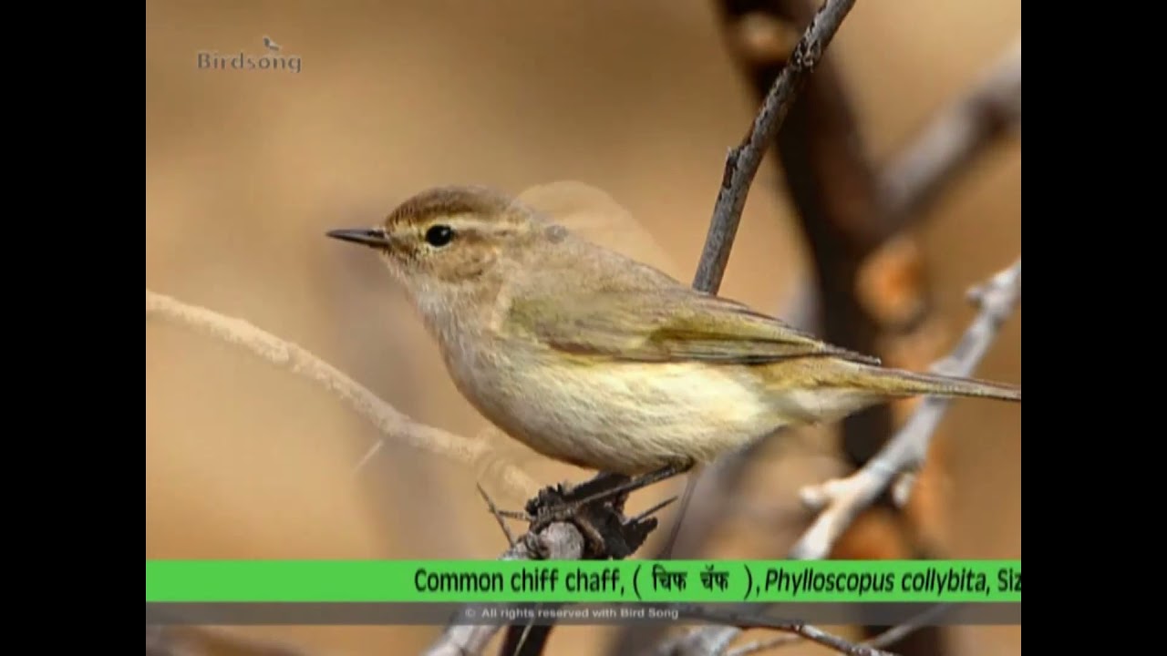 42 Common Chiff Chaff
