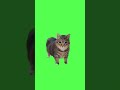 Uu ii aa ii uu ii ii ii aa ii spinning cat