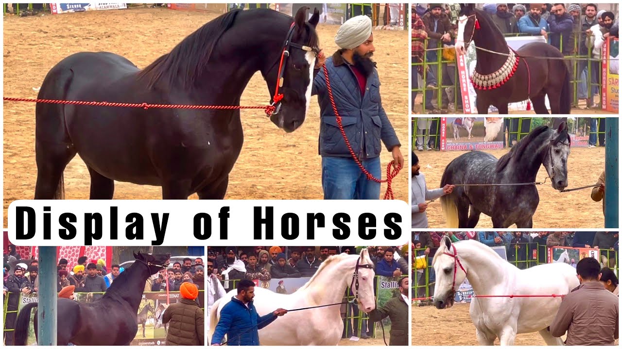 India’s Best Horses On Display at Punjab Horse Show - Muktsar Mela 2024