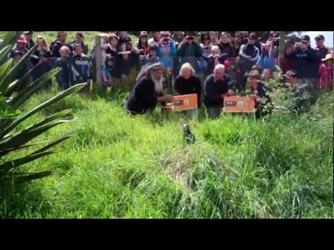 new zealand currency Takahē release on Motutapu Island