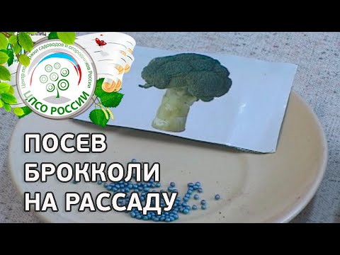 🥦 Посев брокколи на рассаду. Выращивание брокколи.