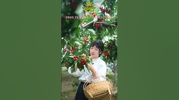 Thu Hoạch Trái Cây - Harvest Fruits - Amazing  | Hanfruit
