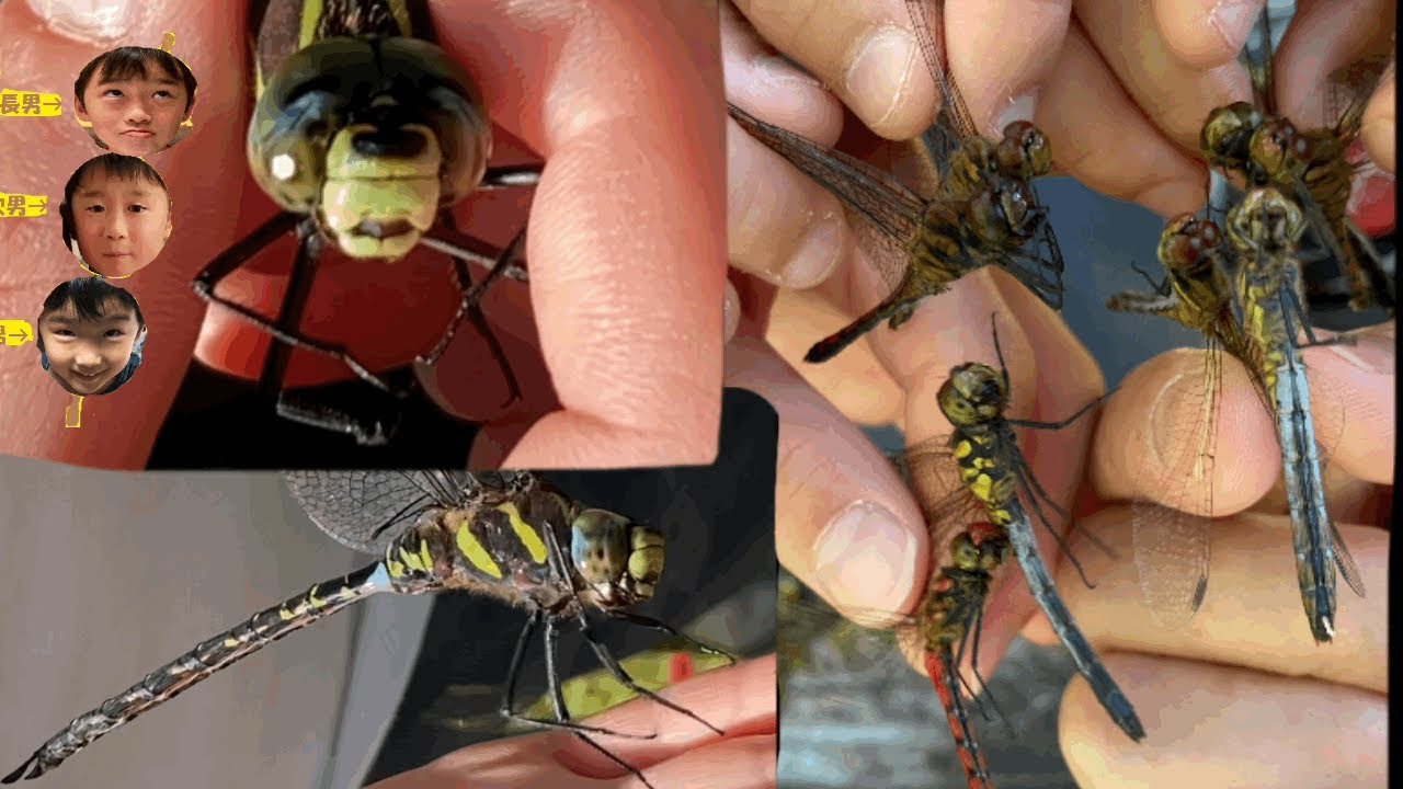 【真夏のオニヤンマ10月はまだいるのかな？】初のオオ◯◯ボ◯ヤンマ確保!!