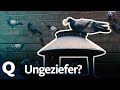 Brieftauben vs. Tauben in der Stadt  | Quarks