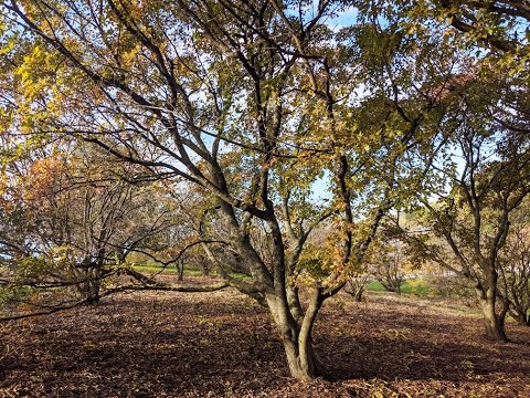 Wideo: Amur Maple Care - Uprawa klonów amurskich w krajobrazie