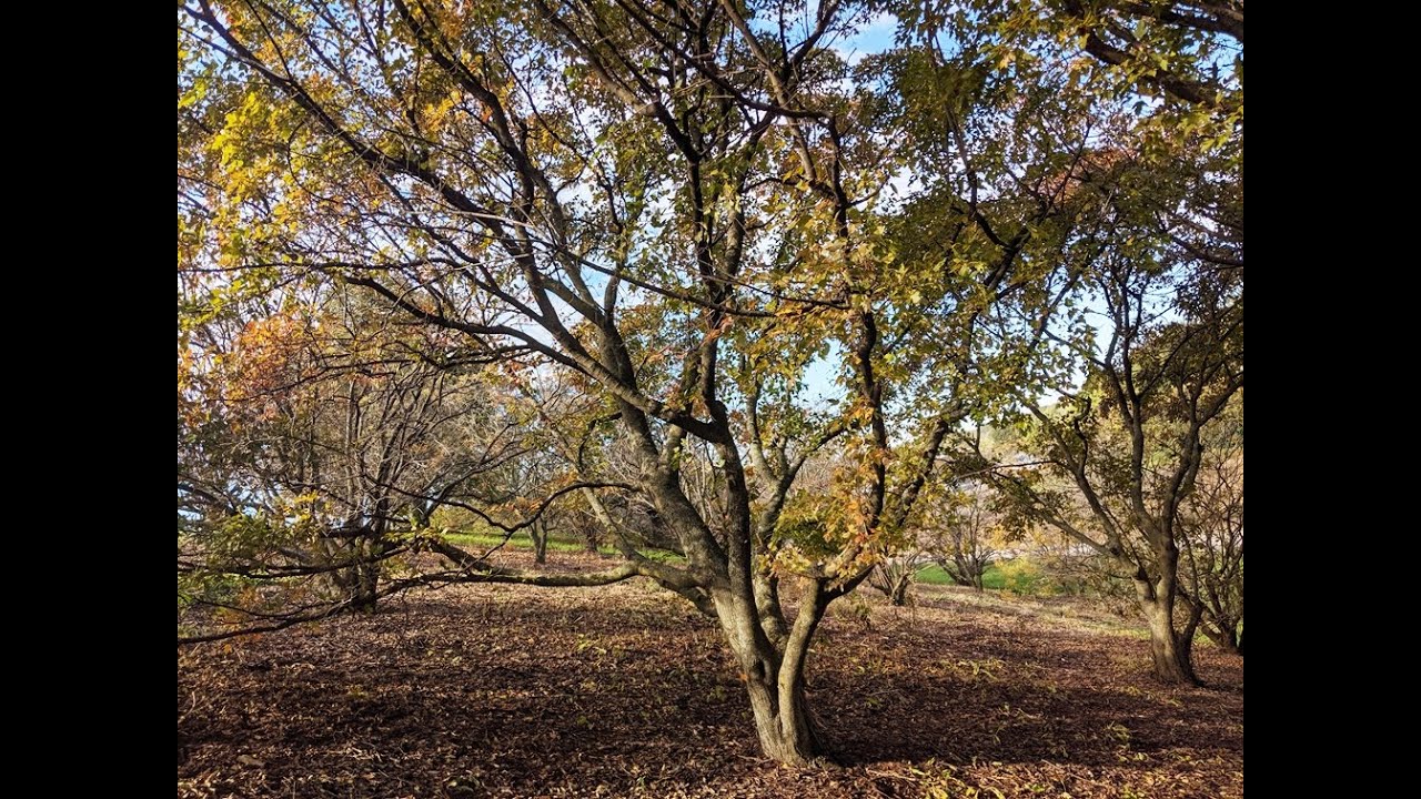 Identify Invasive Trees - Amur maple