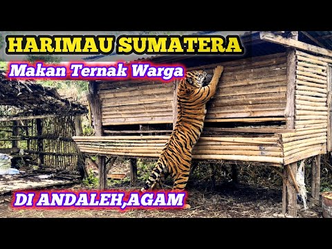 NIKMATI INDAHNYA PANTAI | KDM JADI TAMU TAK DIUNDANG DI KAWINAN