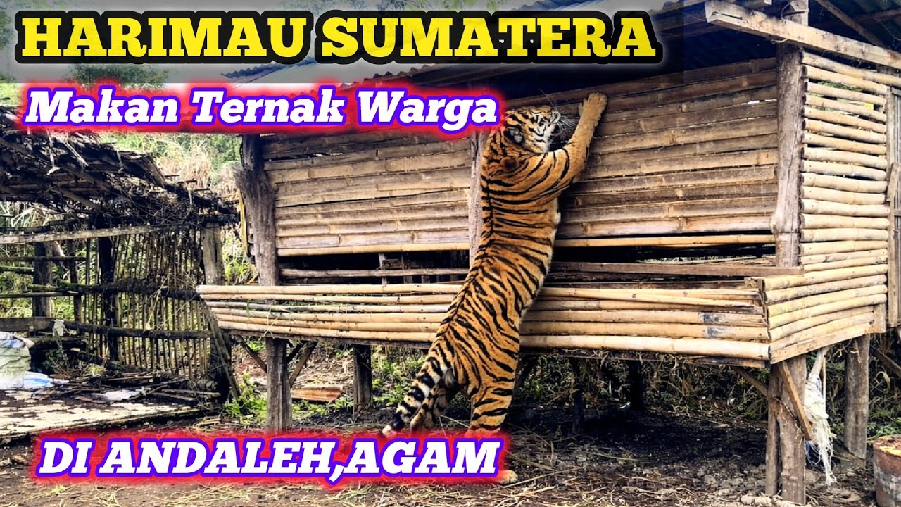 Harimau Sumatera Memangsa Lima Ekor Ternak di Andaleh Kab Agam