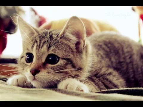 картинки котики красивые онлайн картинки котики красивые