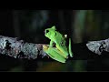 Best Of Frogs Top 5 BBC Earth 