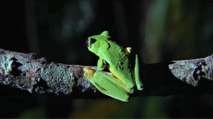 Science Snapshot: Small Frogs Can't Jump (Gracefully) 