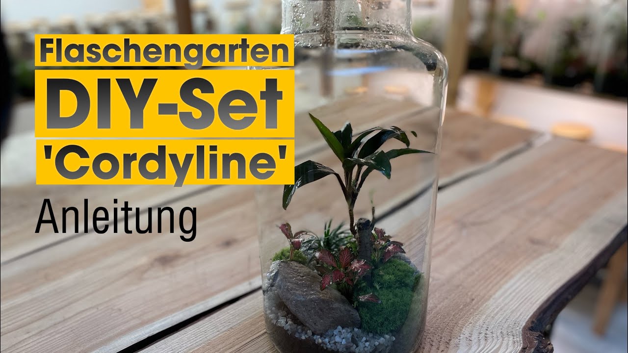 Flaschengarten DIY-Set 'Cordyline' - YouTube
