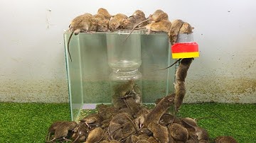 trap 100 mice with no way out p1 / Are mouse traps really effective and the end? /mouse trap channel