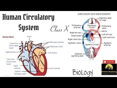 Human Circulatory System | Blood and types of blood | Best explained in