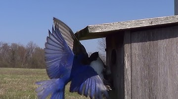 Bluebird Vs Swallow - Slowmotion HQ HD