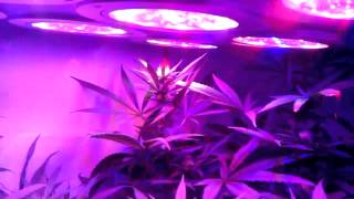 Fero led grow day 19 of flower