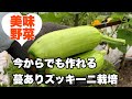 【蔓ありズッキーニ】ズッキーニのようでズッキーニではない美味野菜、今からでも種蒔きできます!