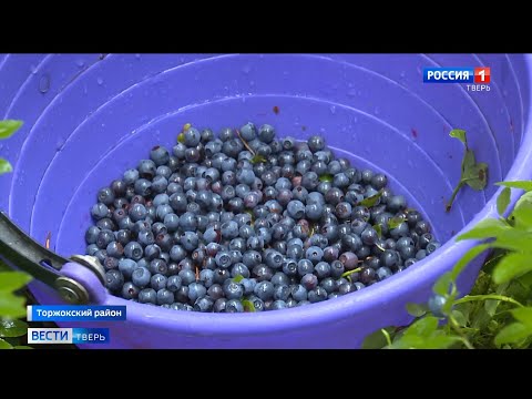 Рекордный урожай черники собирают в лесах Тверской области