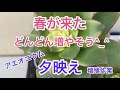 [多肉植物]春が来た^_^どんどん増やそう　アエオニウム　夕映え　増殖作業
