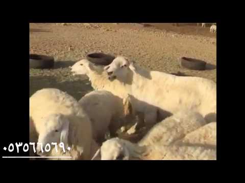 ١ طلي صنف حري رباع