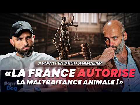 « Justice laxiste, affaires, jugements… » Un avocat animalier répond sans langue de bois !