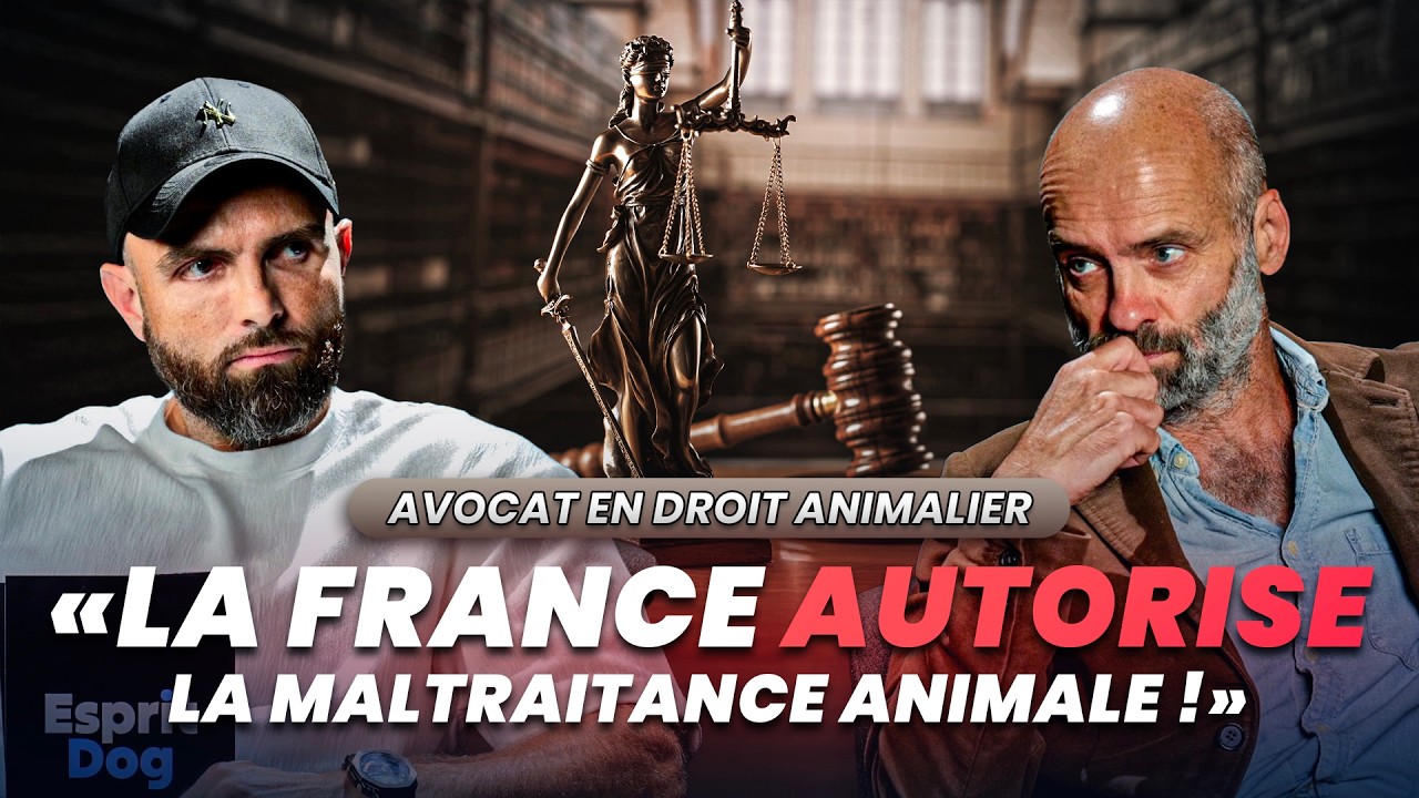 « Justice laxiste, affaires, jugements… » Un avocat animalier répond sans langue de bois !