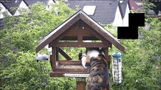 Katze erwischt Specht am Futterhaus & Einbau 