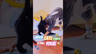 Cats Copy Their Owners Doing Yoga | Funny Cats Acting Like Humans Compilation #cat #shorts
