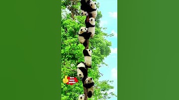 Count how many pandas there are?fypシ fyp pandas animal